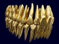 Anatomy correct occluded dental arch made of polished gold or polished gilt metal. 3D illustration of the human dental arches Royalty Free Stock Photo