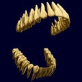 Anatomy correct open dental arch made of gold or brushed gilt metal. 3D illustration of the human dental arches with brushed gold