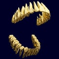 Anatomy correct open dental arch made of polished gold or polished gilt metal. 3D illustration of the human dental arches