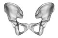 Anatomy of the coxal bones, showcasing their intricate details and features, 3D illustration