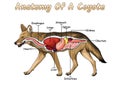 anatomy of Coyote vector illustration