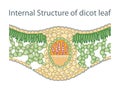 Anatomy of Dicot Leaf diagram Royalty Free Stock Photo