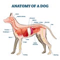 Anatomy of dog with inside organ structure examination vector illustration Royalty Free Stock Photo