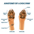 Anatomy of dog paw structure with forelimb and hindlimb vector illustration Royalty Free Stock Photo