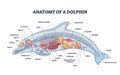 Anatomy of dolphin as animal inner physiological structure outline diagram