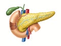 Pancreas anatomy Royalty Free Stock Photo