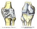 Anatomy drawing and text of the right knee joint, from the 19th century