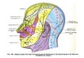 Anatomy drawing and text of the sensory areas of the head, from the 19th century