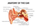 Anatomy Of Ear Composition Royalty Free Stock Photo