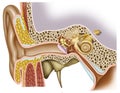 Anatomy of the ear Royalty Free Stock Photo