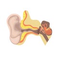 Anatomy of the ear. The device is the human ear. Vector template isolated on white background Royalty Free Stock Photo