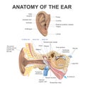 Anatomy of the Ear. Health care education infographic. Vector design. Royalty Free Stock Photo