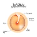 Anatomy of the eardrum Royalty Free Stock Photo