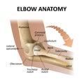 Anatomy of the elbow joint, medical education background, isolate model mockup for posters. Vector illustration as a template