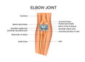 Anatomy of elbow joint