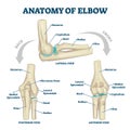 Anatomy of elbow skeletal bone structure labeled scheme vector illustration Royalty Free Stock Photo