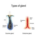 Anatomy of an Endocrine and exocrine glands. Royalty Free Stock Photo