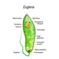 Anatomy of euglena Royalty Free Stock Photo