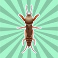 Anatomy of the European mole cricket. Sticker. Gryllotalpidae. Sketch of mole cricket mole cricket. hand-drawn outline