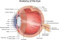 Anatomy of the Eye Royalty Free Stock Photo