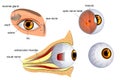 Anatomy of the eye. the eyeball, iris,pupil