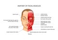 Anatomy of facial muscles Royalty Free Stock Photo