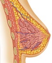 Anatomy of female breast