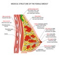 Anatomy of the female breast