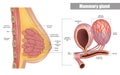 Anatomy of the female breast side view. Structure of the Milk ducts and Lobules of the mammary gland. Mammary Alveoli