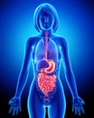 Anatomy of female digestive system Royalty Free Stock Photo