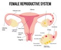 Anatomy of the female genital organs. Diagram. The female reproductive system, the scheme of the uterus and ovaries, the phases of