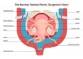 Anatomy of female internal organs. Female pelvis surgeon view.