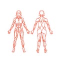 Anatomy of female muscular system, exercise and