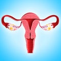 Anatomy of female ovary on blue Royalty Free Stock Photo
