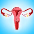 Anatomy of female ovary on blue