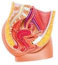 Anatomy female reproductive system, cutaway. Royalty Free Stock Photo