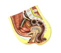 Anatomy female reproductive system Royalty Free Stock Photo