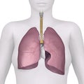 Anatomy of the Female Respiratory System Royalty Free Stock Photo