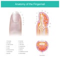 Anatomy of the Fingernail. Anatomy human body.