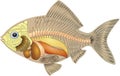 Anatomy of a fish Royalty Free Stock Photo