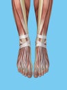 Anatomy of foot and ankle. Royalty Free Stock Photo