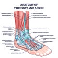 Anatomy of foot and ankle with labeled medical location outline diagram