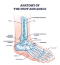 Anatomy of foot and ankle with skeletal bone structure outline diagram