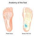 Bones of the Foot and Plantar fascia