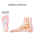 Anatomy of the foot. Bones and Plantar fascia