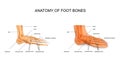 Anatomy of the foot bones Royalty Free Stock Photo