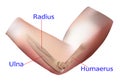Anatomy of forearm bone