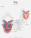 Anatomy of frog heart illustration with text