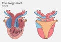 Anatomy of frog heart illustrations two versions