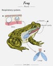 Anatomy of frog respiratory system, lungs, skins, mouth cavity Royalty Free Stock Photo